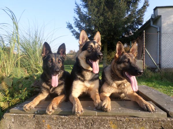 k9 german shepherd puppies for sale